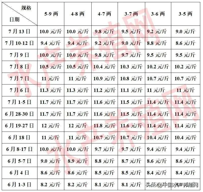 致富经牛蛙养殖技术视频_养殖牛蛙带领百姓致富_有养殖牛蛙的么