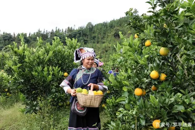 乡村振兴种植业_乡村振兴种植致富_乡村振兴致富项目