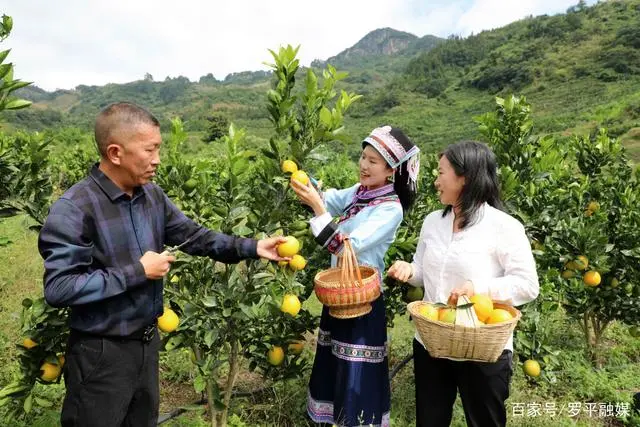 乡村振兴种植业_乡村振兴种植致富_乡村振兴致富项目