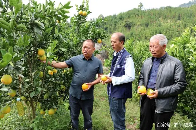 乡村振兴种植致富_乡村振兴种植业_乡村振兴致富项目