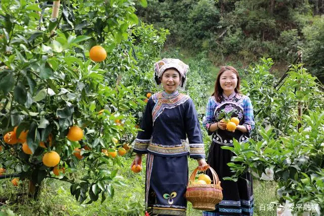 乡村振兴致富项目_乡村振兴种植业_乡村振兴种植致富