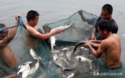 草鱼、花白鲢鱼、鲫鱼、鲤鱼、黄鳝、泥鳅这几种鱼，哪几种鱼能喂一样的饲料呀？