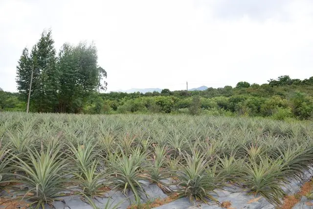 乡村振兴种植养殖技术_乡村振兴种植致富_乡村振兴致富项目