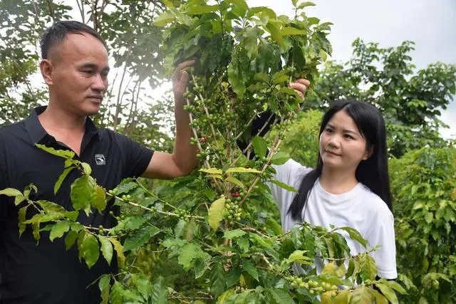 乡村振兴种植致富_乡村振兴种植养殖技术_乡村振兴致富项目