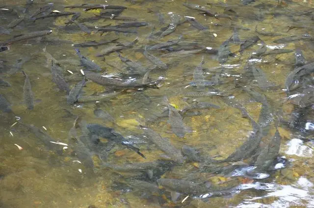 小麦高产种植新技术