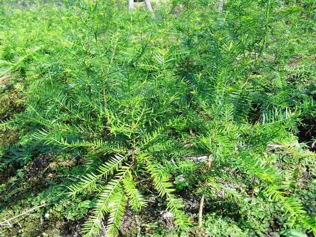 致富种植视频全集_种植致富有哪些_种植致富经