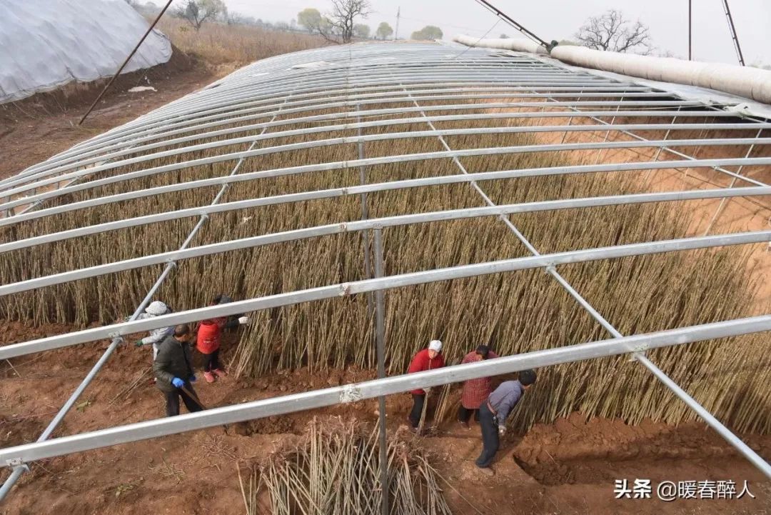 永济大爷种大棚香椿日入千元，他却高兴不起来！