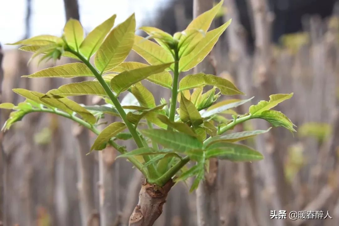 大棚种植香椿树技术_大棚种植树香椿技术视频_大棚种植香椿芽技术