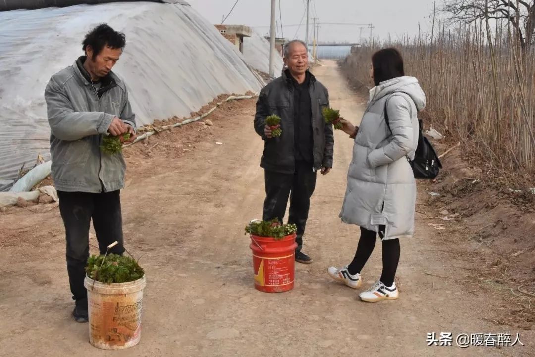 大棚种植香椿芽技术_大棚种植香椿树技术_大棚种植树香椿技术视频