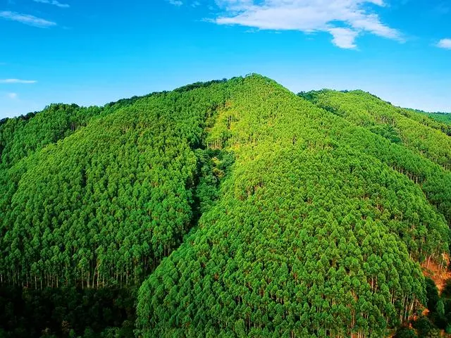 广西致富树种植_广西种植什么树赚钱_广西栽树