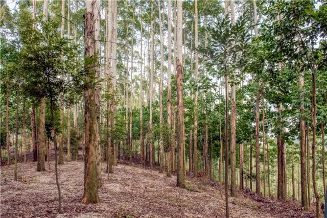 广西栽树_广西致富树种植_广西种植什么树赚钱