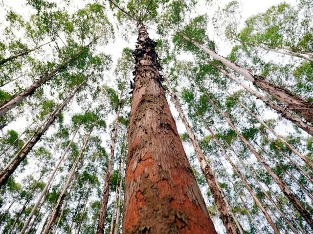 广西种植什么树赚钱_广西栽树_广西致富树种植