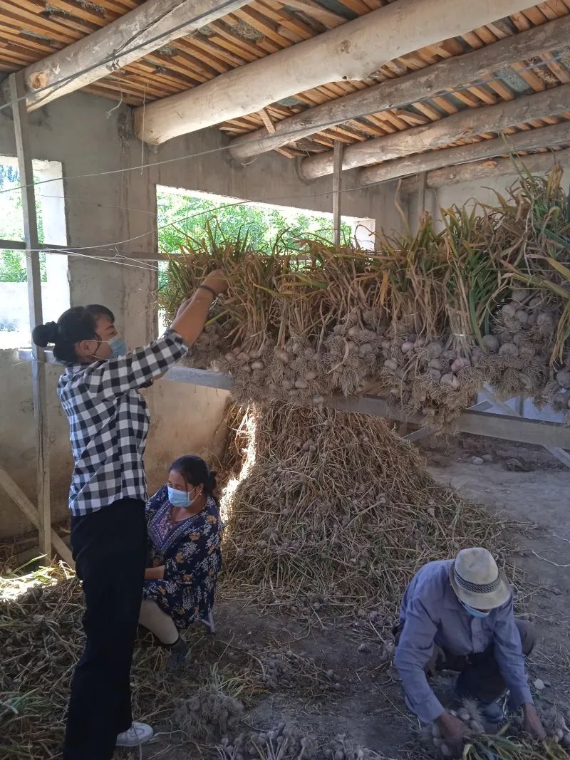 种植致富有哪些_致富种植什么比较赚大钱_种植致富新项目