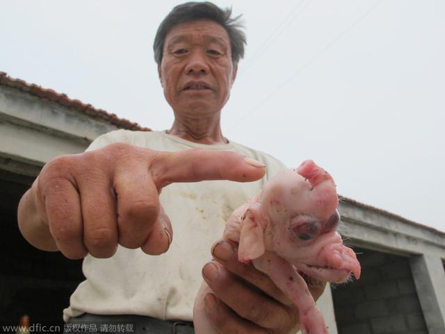 养殖猪老母技术规范_养殖老母猪的知识_老母猪怎么养殖技术