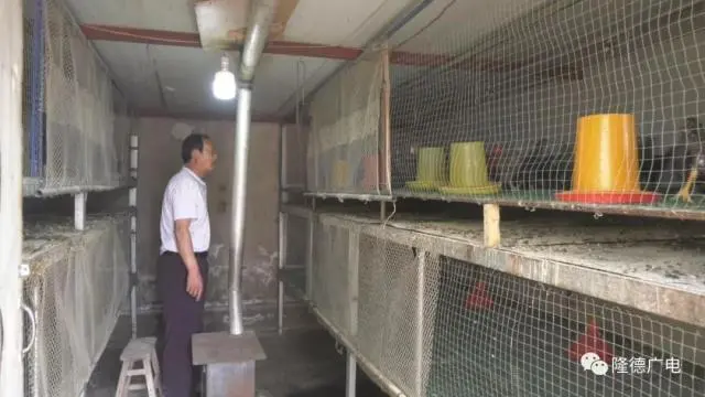 致富经下农村养殖芦花鸡_回农村养殖芦花鸡需要多少成本_芦花鸡养殖致富视频