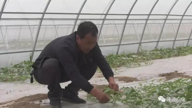 回农村养殖芦花鸡需要多少成本_芦花鸡养殖致富视频_致富经下农村养殖芦花鸡