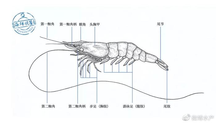 淡水虾养殖技术教学视频_淡水车虾养殖技术_淡水养虾视频