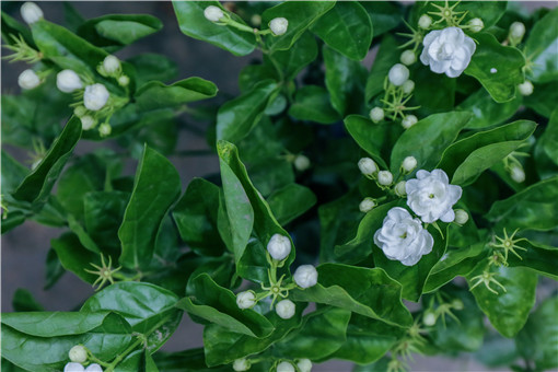 枺莉花的栽培方法_沬莉花怎样管理_苿莉花养殖技术