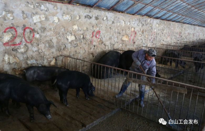 致富经魏树波养猪全集_致富经魏树波养猪视频_致富经生态养殖猪视频