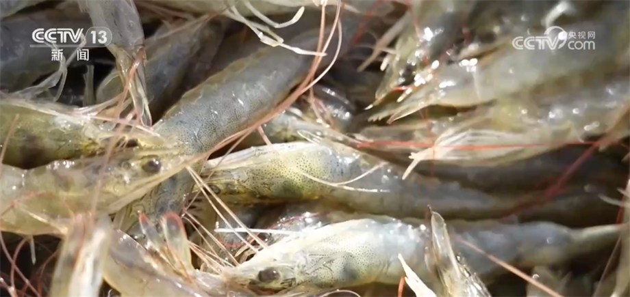 淡水养虾视频_淡水车虾养殖技术_淡水虾养殖视频教程