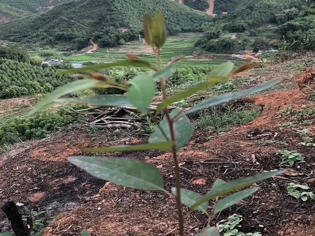 广西栽树_广西致富树种植_广西农村种什么树值钱