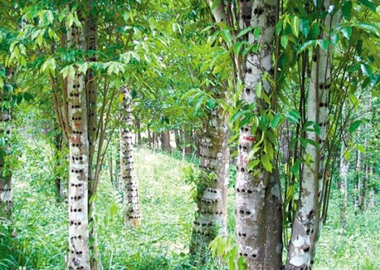 沉香入门——人工种植沉香和野生沉香区别