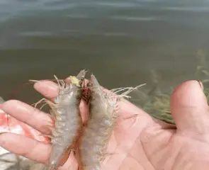 淡水虾养殖池_淡水养虾视频_淡水车虾养殖技术