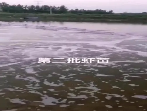 淡水虾养殖池_淡水养虾视频_淡水车虾养殖技术