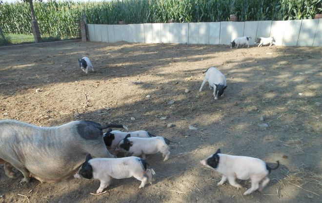 养殖香猪的成本和利润_香猪养殖致富经_养殖致富项目养殖香猪