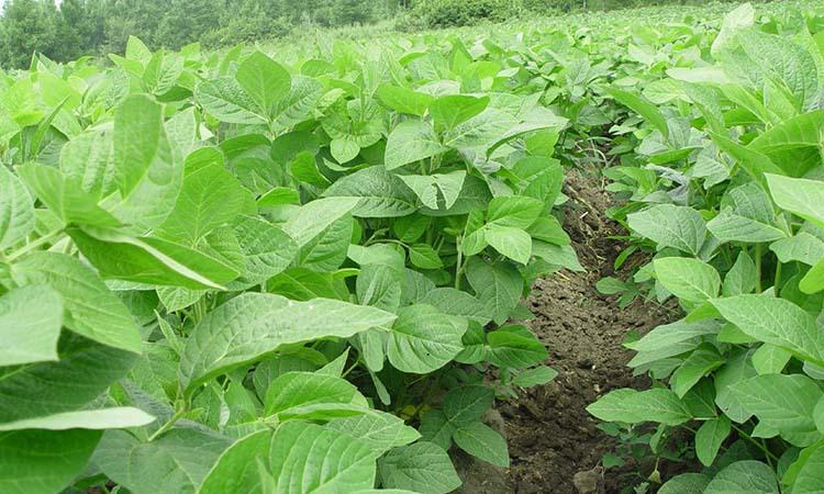 红小豆种植视频_小红豆种植方法_红小豆怎样种植技术