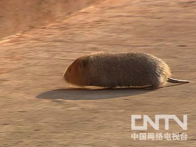 致富经视频全集养竹鼠_致富经养竹鼠视频完整_养殖竹鼠视频