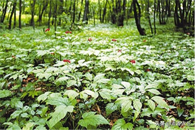 人参籽几月份种植技术_人参种子怎么种植什么季节_人参籽的种植技术