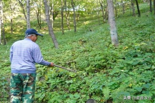 人参种子怎么种植什么季节_人参籽几月份种植技术_人参籽的种植技术