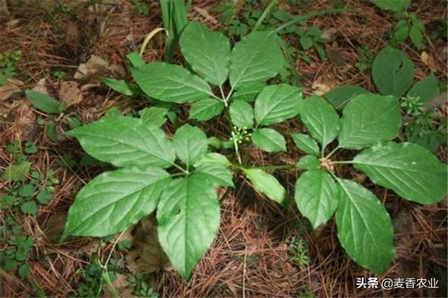 人参种子怎么种植什么季节_人参籽几月份种植技术_人参籽的种植技术