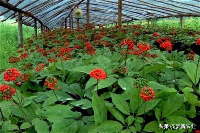 人参种子怎么种植什么季节_人参籽的种植技术_人参籽几月份种植技术