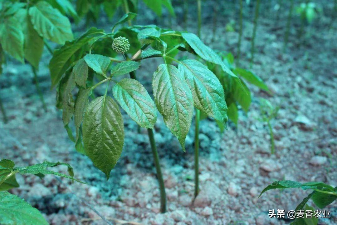 人参籽几月份种植技术_人参籽的种植技术_人参种子怎么种植什么季节