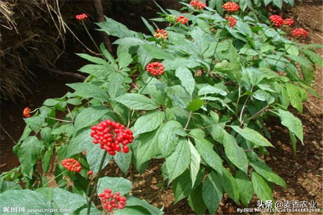 人参籽的种植技术_人参籽几月份种植技术_人参种子怎么种植什么季节