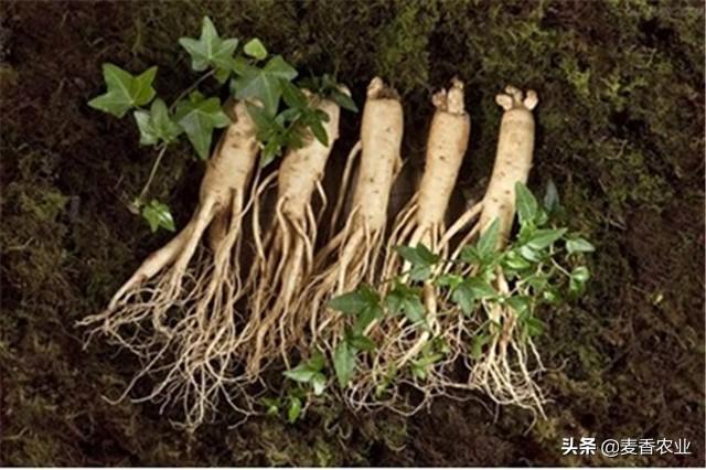 人参籽的种植技术_人参种子怎么种植什么季节_人参籽几月份种植技术