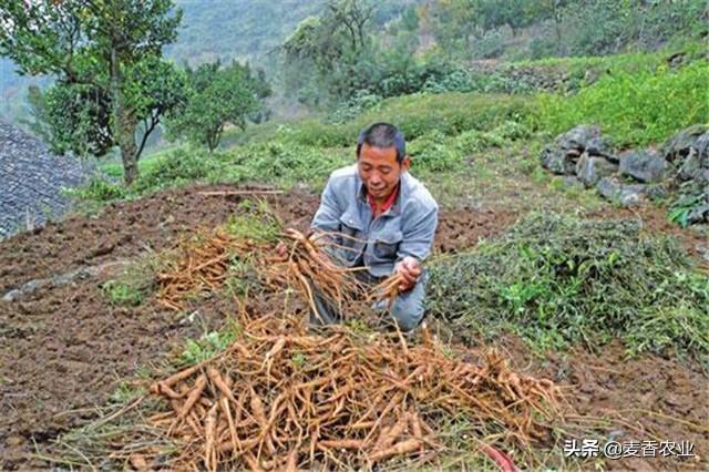 人参种子怎么种植什么季节_人参籽的种植技术_人参籽几月份种植技术