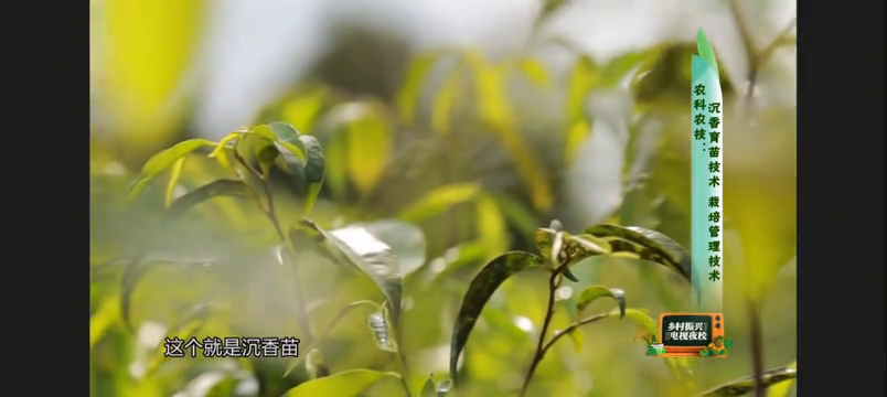 沉香种植技术和管理浇水_沉香种植技术和管理_沉香的种植技术