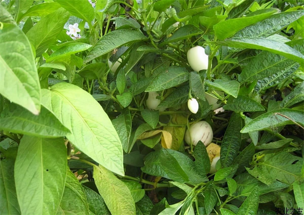 人参种子怎么种植什么季节_人参籽的种植技术_人参籽几月份种植技术