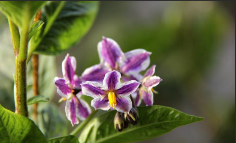 人参籽几月份种植技术_人参籽的种植技术_人参种子怎么种植什么季节