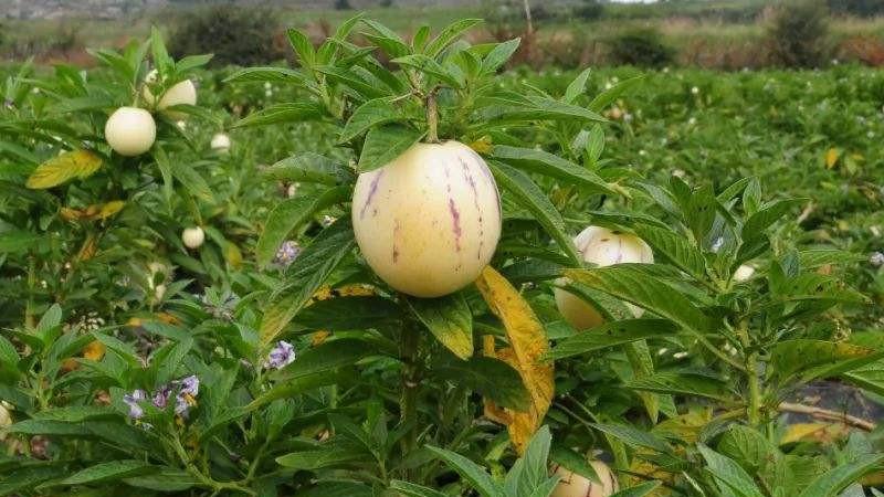 人参籽几月份种植技术_人参种子怎么种植什么季节_人参籽的种植技术