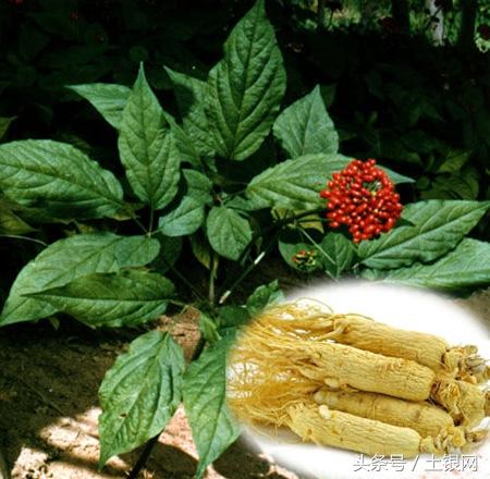 人参种子怎么种植什么季节_人参籽的种植技术_人参籽几月份种植技术