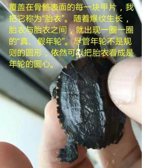 养殖金钱龟前景如何_养殖金钱龟技术与管理_金钱龟的养殖技术