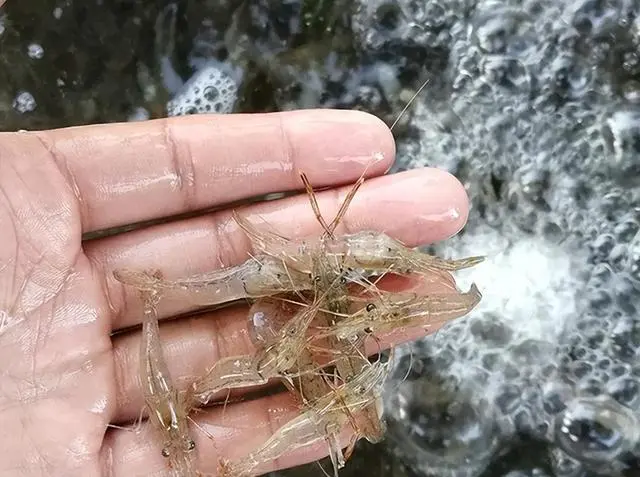 “倒春寒”期间青虾养殖管理技术