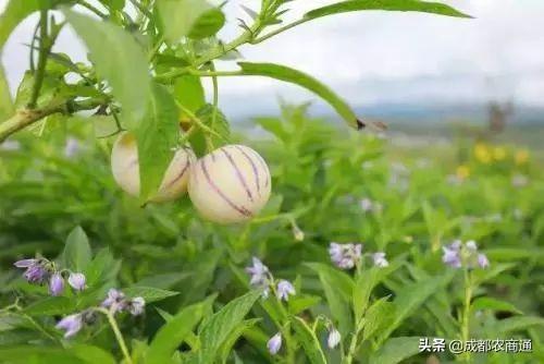 人参籽几月份种植技术_人参种子怎么种植什么季节_人参籽什么时候种植