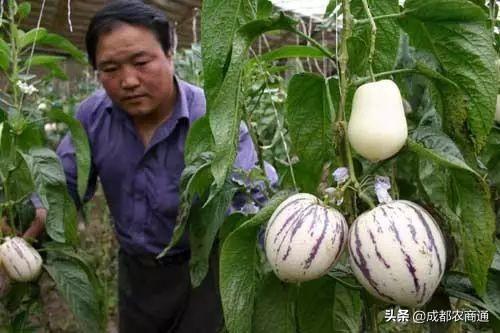 人参种子怎么种植什么季节_人参籽什么时候种植_人参籽几月份种植技术