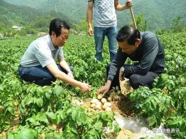 马铃薯种植技术指导_马铃薯高效种植技术_马铃薯高效种植技术要点