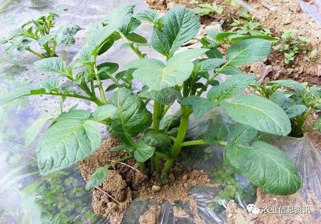 马铃薯高效种植技术要点_马铃薯种植技术指导_马铃薯高效种植技术